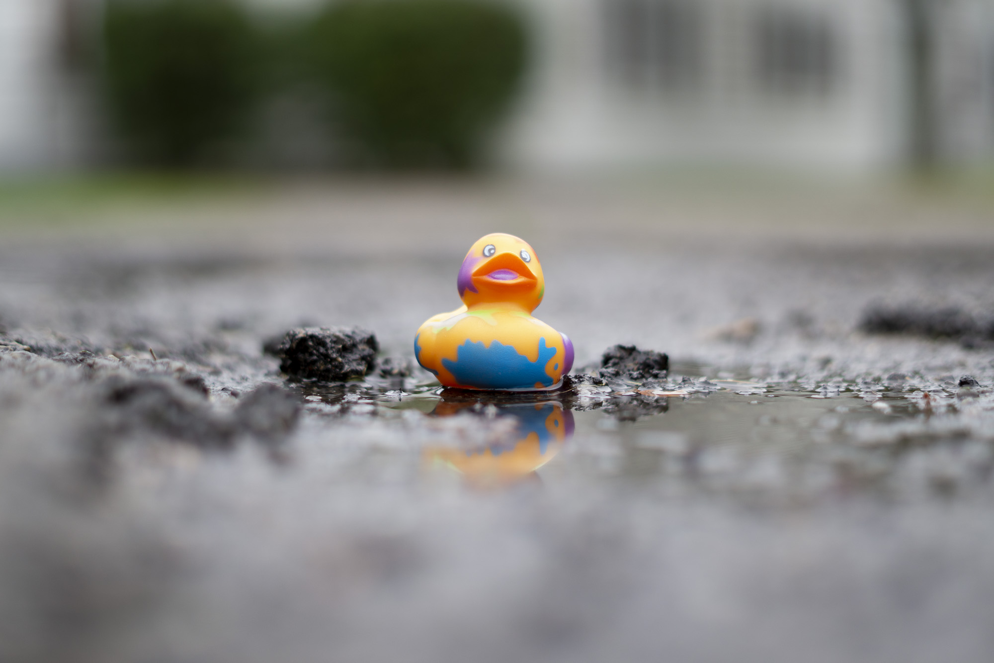 Rubber duck in puddle